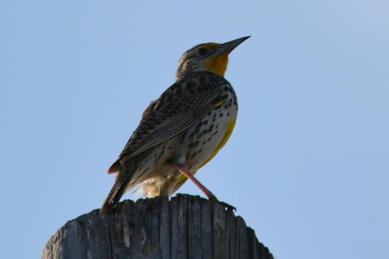 Yellow-breasted Bird — Blue