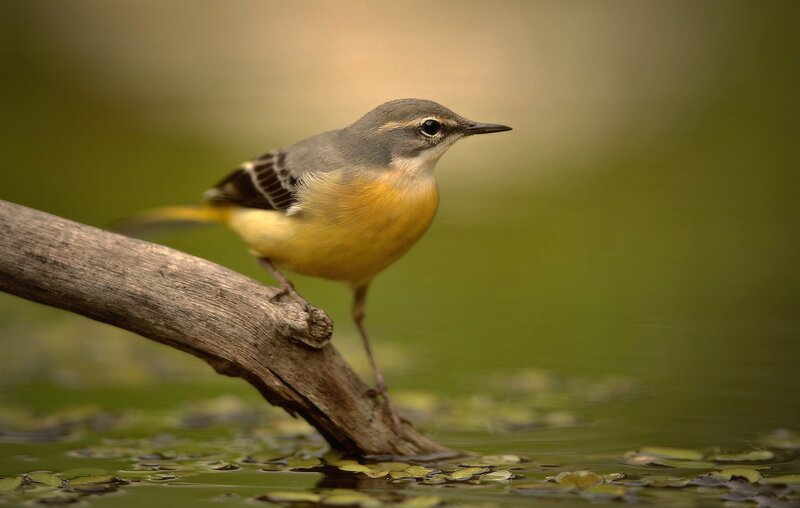 Yellow-breasted Bird — Green