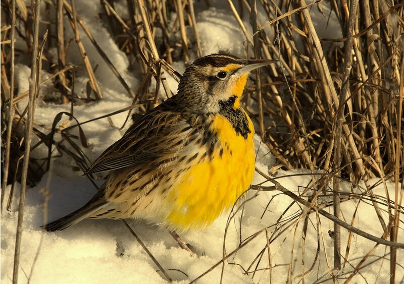 Yellow-breasted Bird in Snow