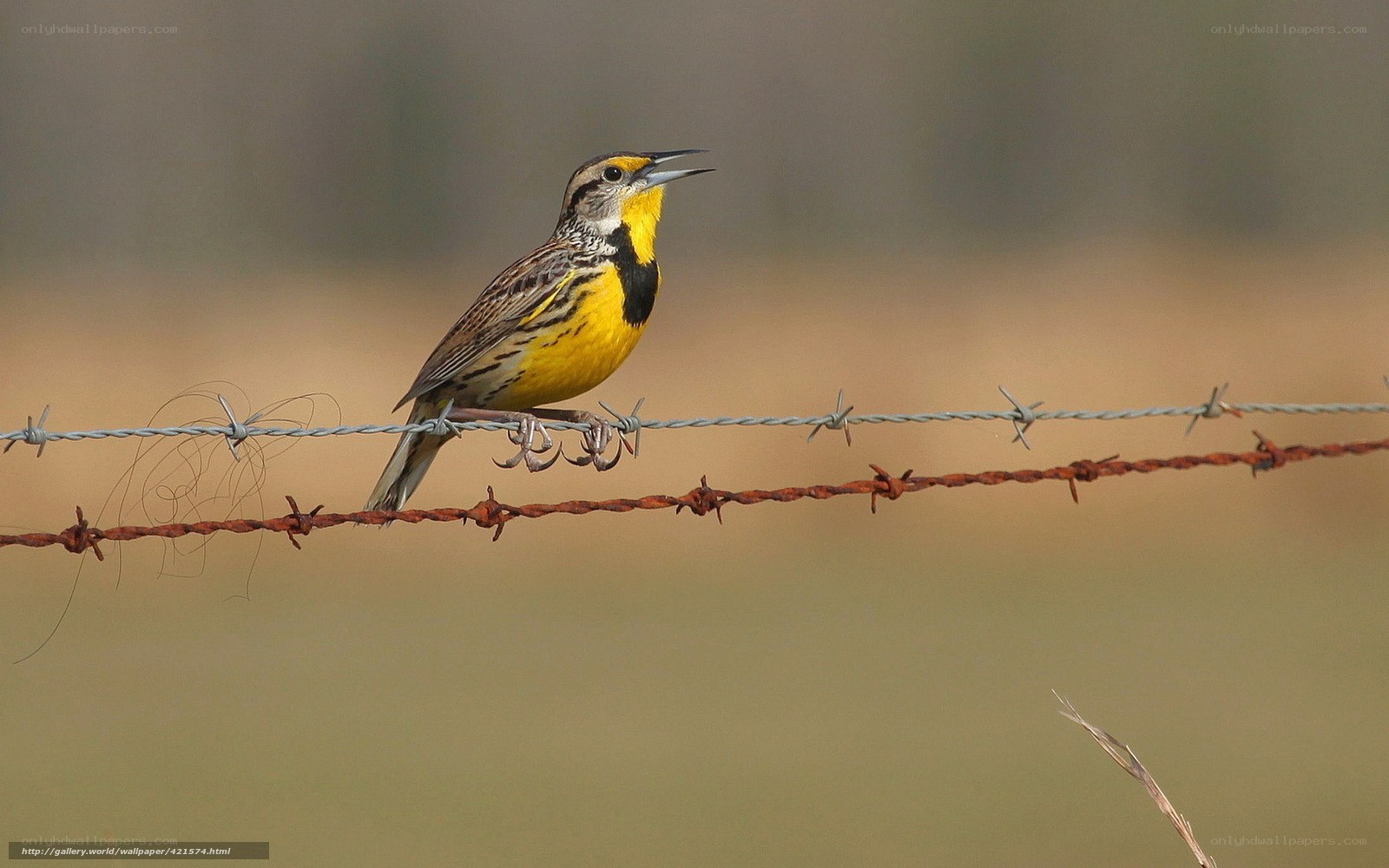 Yellow-breasted bird on barbed wire