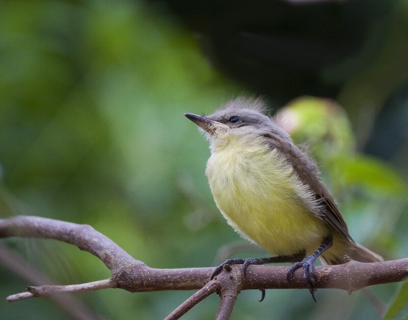 yellow-breasted bird on branch