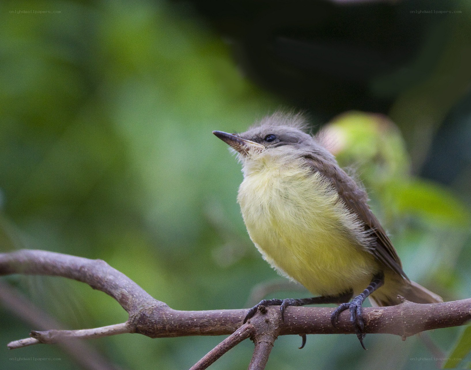 yellow-breasted bird on branch