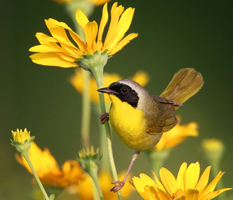 Yellow-breasted Bird on Flower