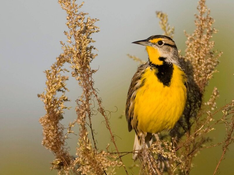 yellow-breasted bird on plant