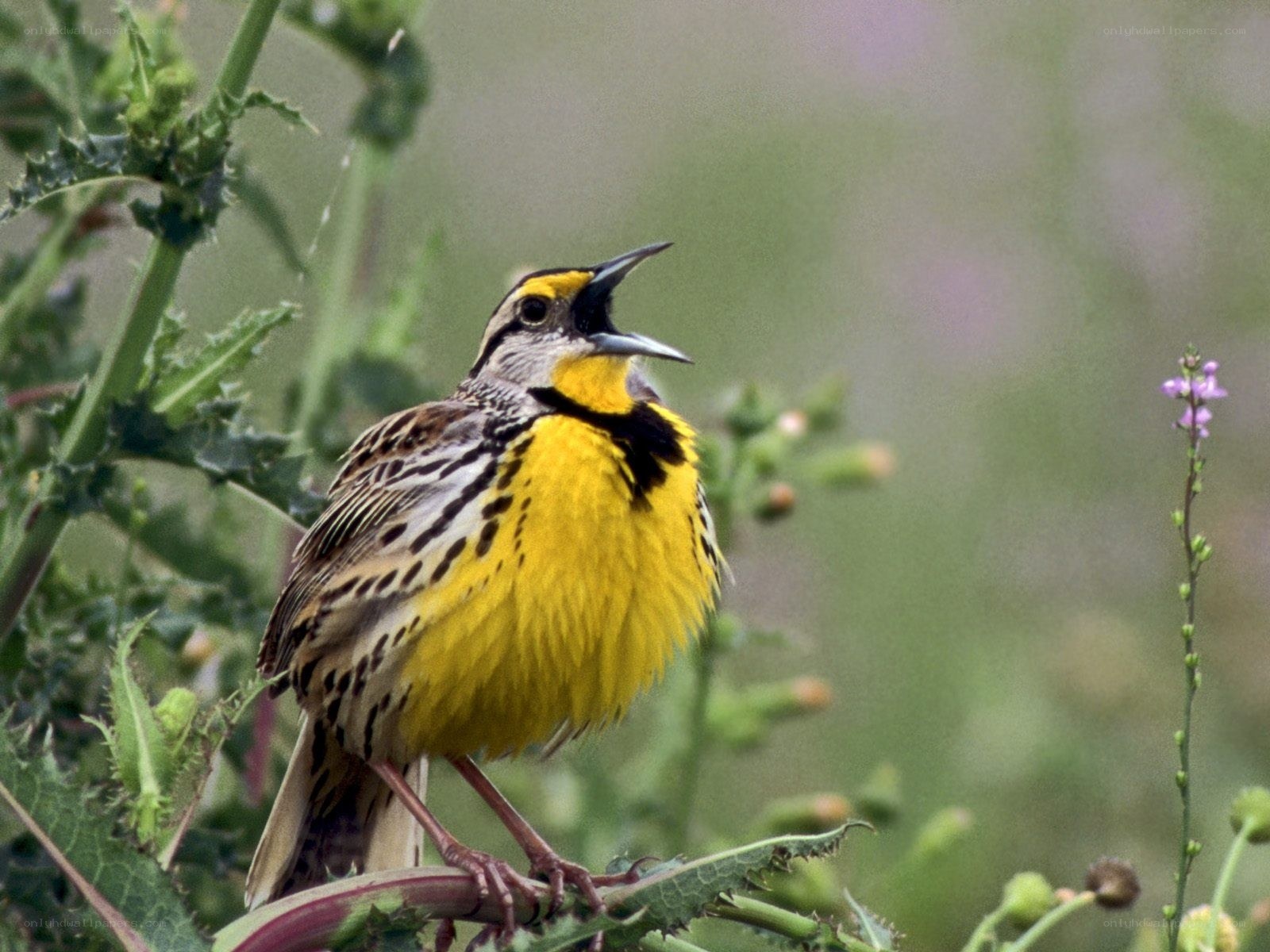 Yellow-breasted bird singing