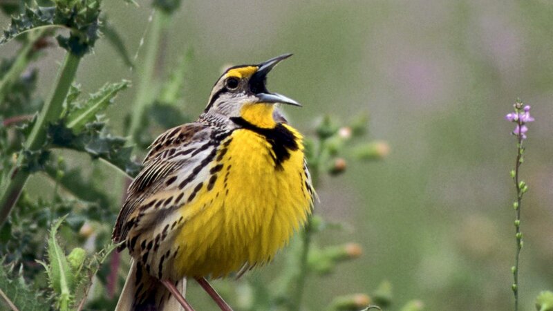 yellow-breasted bird singing