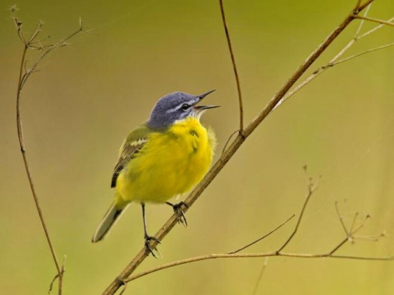 Yellow-breasted Bird
