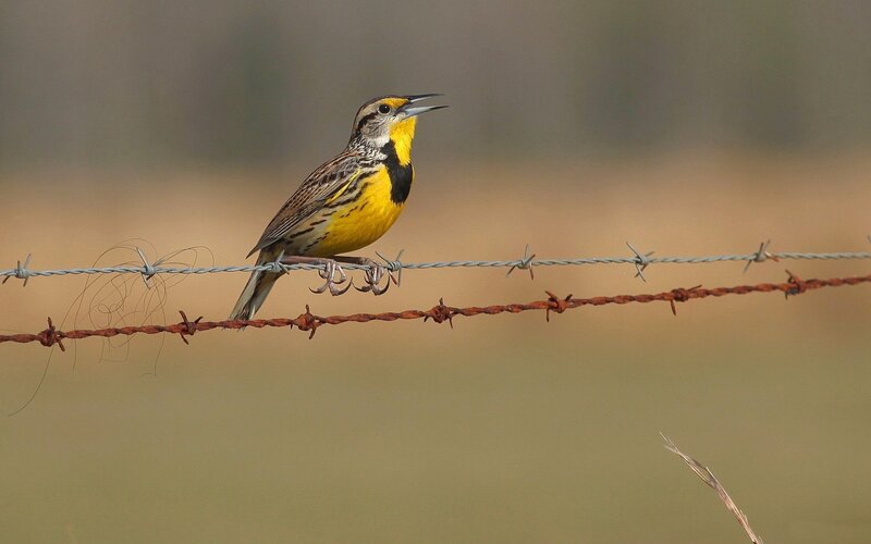 Yellow-breasted Bird — Yellow, Calm, Afternoon