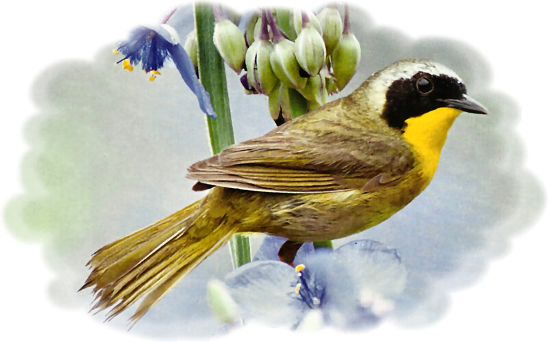Yellow-breasted Bird — Yellow, Calm, Illustration