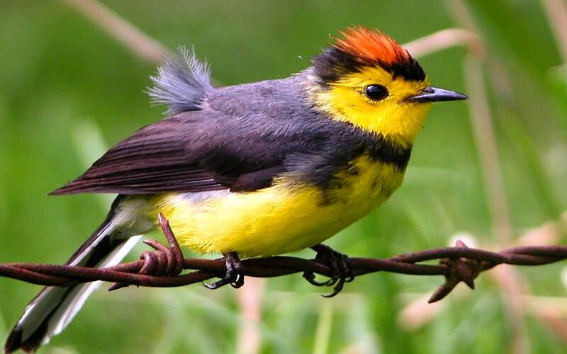 Yellow-breasted Bird — Yellow, Calm, Morning