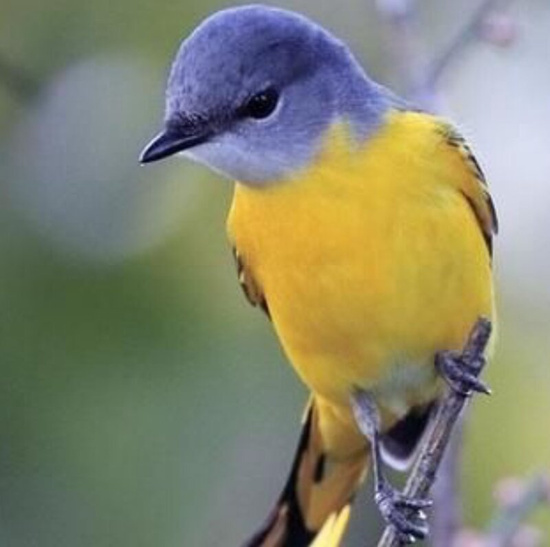 Yellow-breasted Bird — Yellow, Calm, Photograph, Branch