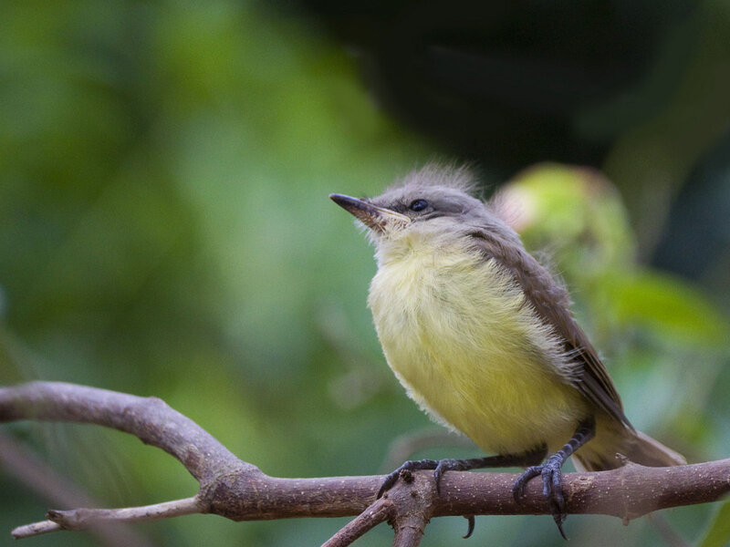 Yellow-breasted Bird — Yellow, Calm, Photograph