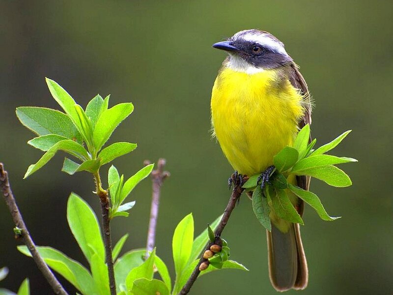Yellow-breasted Bird — Yellow, Calm, Spring