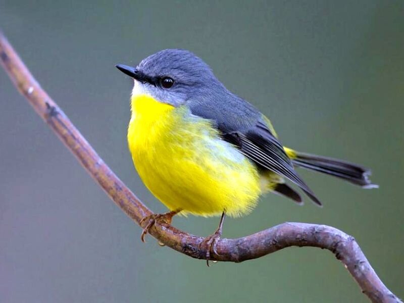 Yellow-breasted Bird — Yellow, Calm