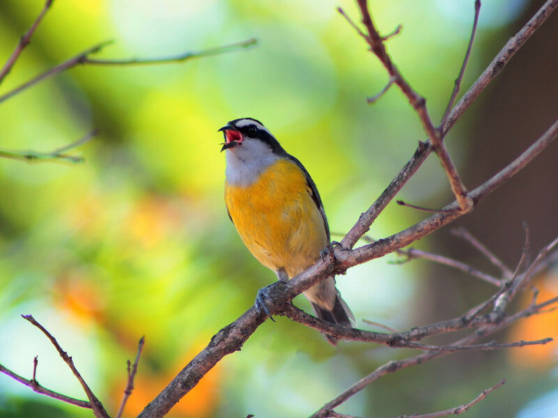 Yellow-breasted Bird — Yellow, Natural, Afternoon