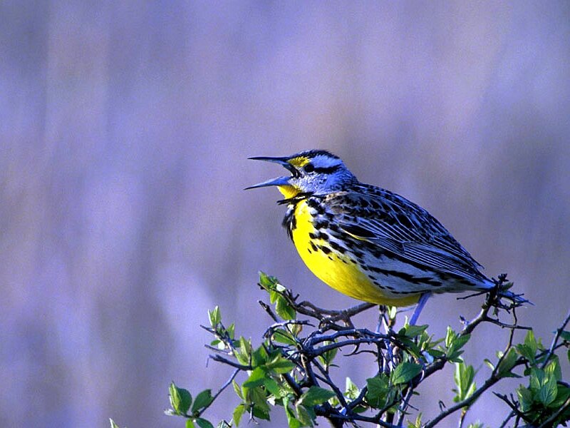 Yellow-breasted Bird — Yellow, Natural, Photograph