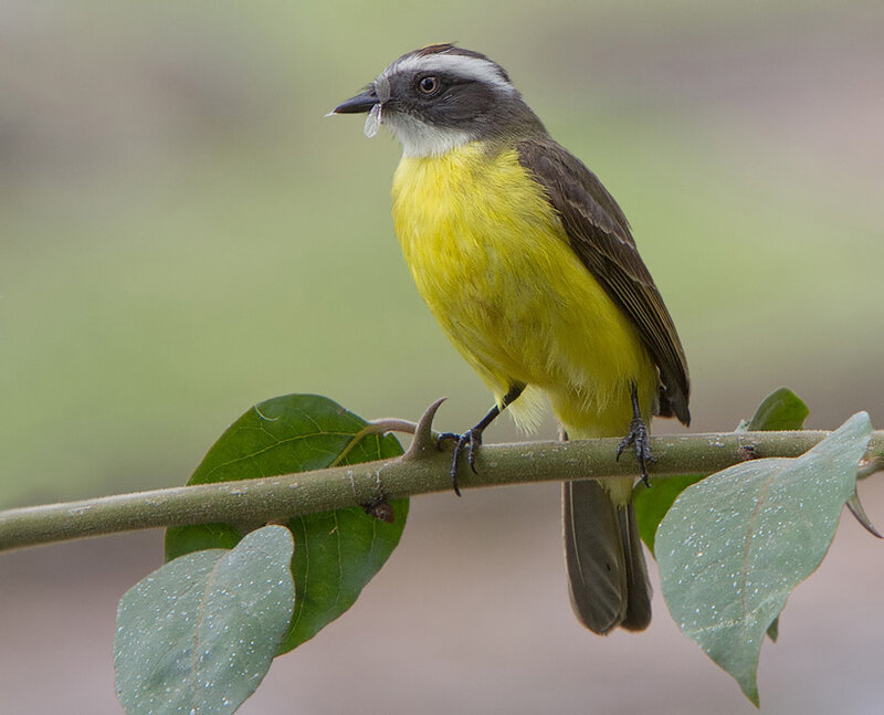 Yellow-breasted Bird — Yellow, Natural