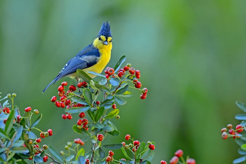 Yellow-breasted Bird — Yellow, Serene