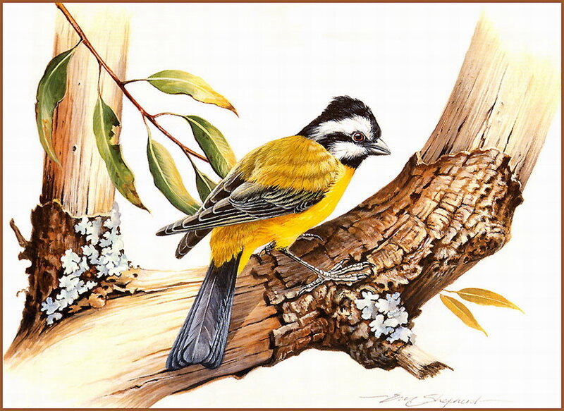 Yellow-breasted Bird — Yellow