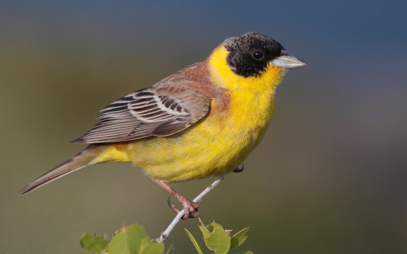 Yellow-breasted bunting