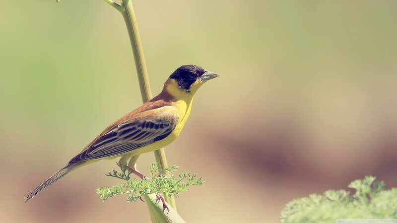 Yellow-breasted Bunting — Yellow