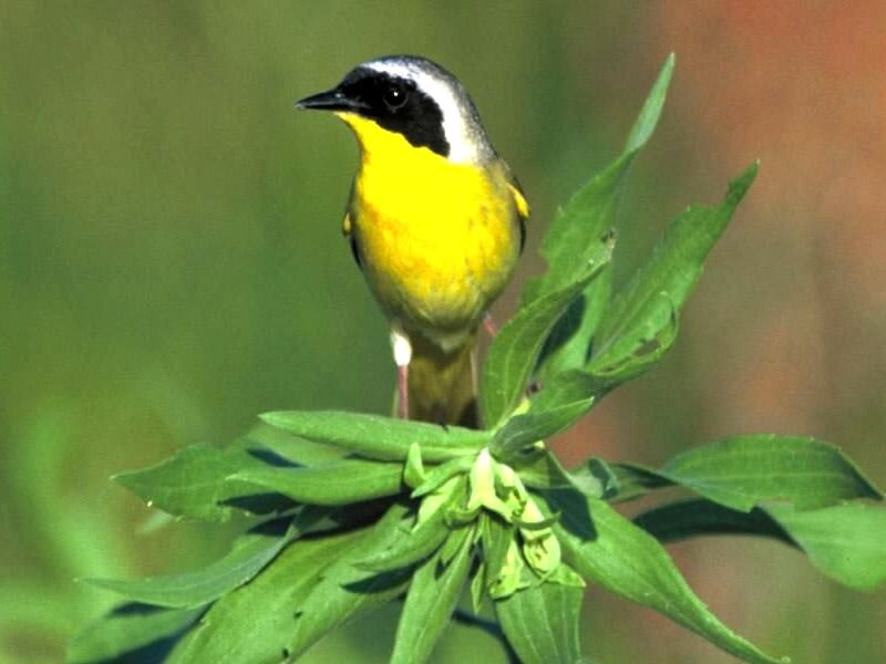 Yellow-breasted Chat Bird