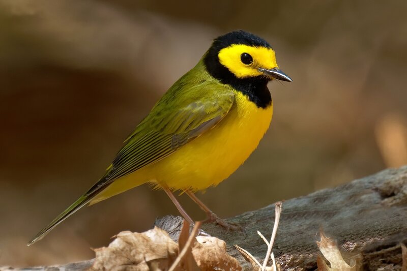 Yellow-breasted Chat Bird — Yellow, Natural