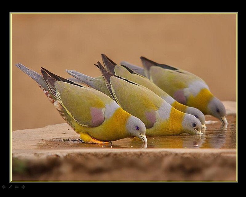 Yellow-breasted Pigeons