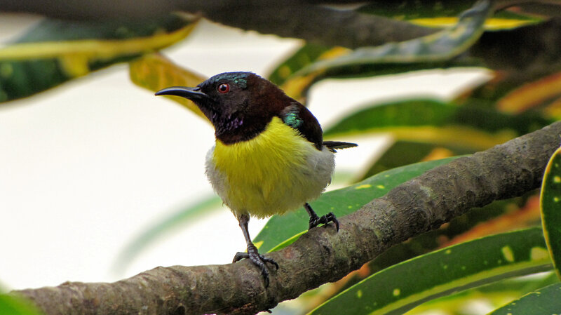 Yellow-breasted Sunbird