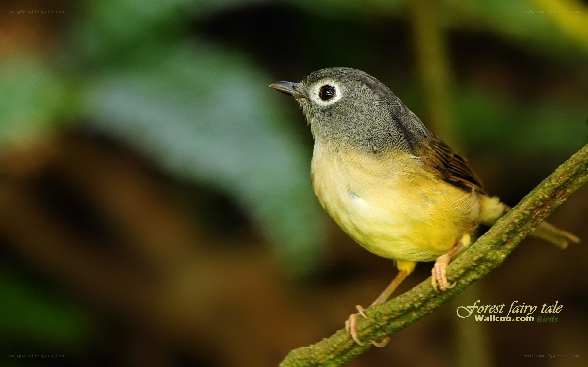 Yellow-breasted Warbler on a branch
