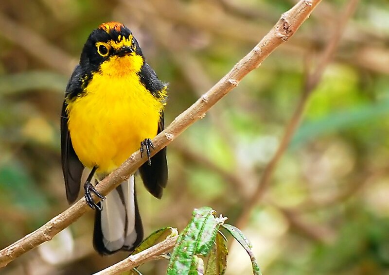 Yellow-breasted Warbler