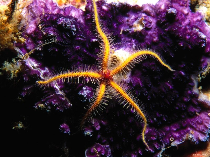 Yellow Brittle Star — Dark
