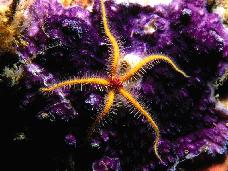 Yellow brittle star on purple coral