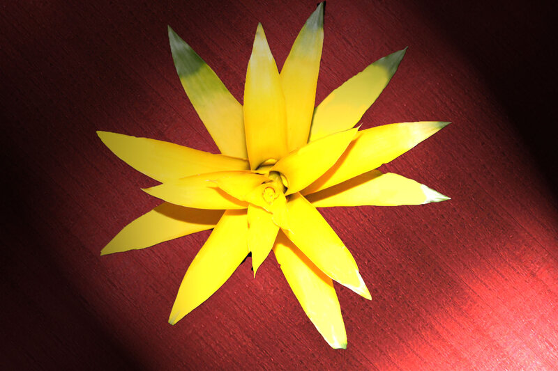 Yellow Bromeliad Flower — Dramatic