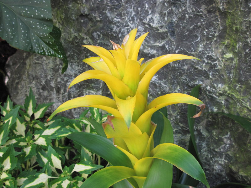 Yellow Bromeliad Flower — Natural, Photograph
