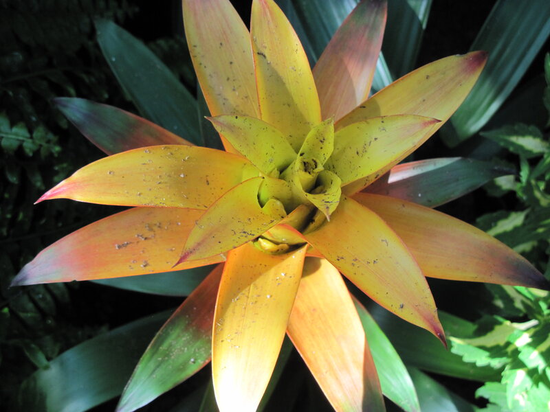Yellow Bromeliad Flower — Natural