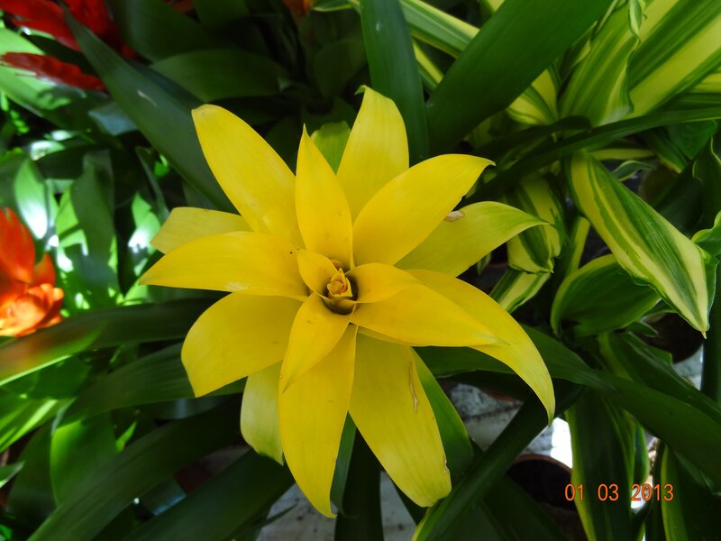 Yellow bromeliad flower