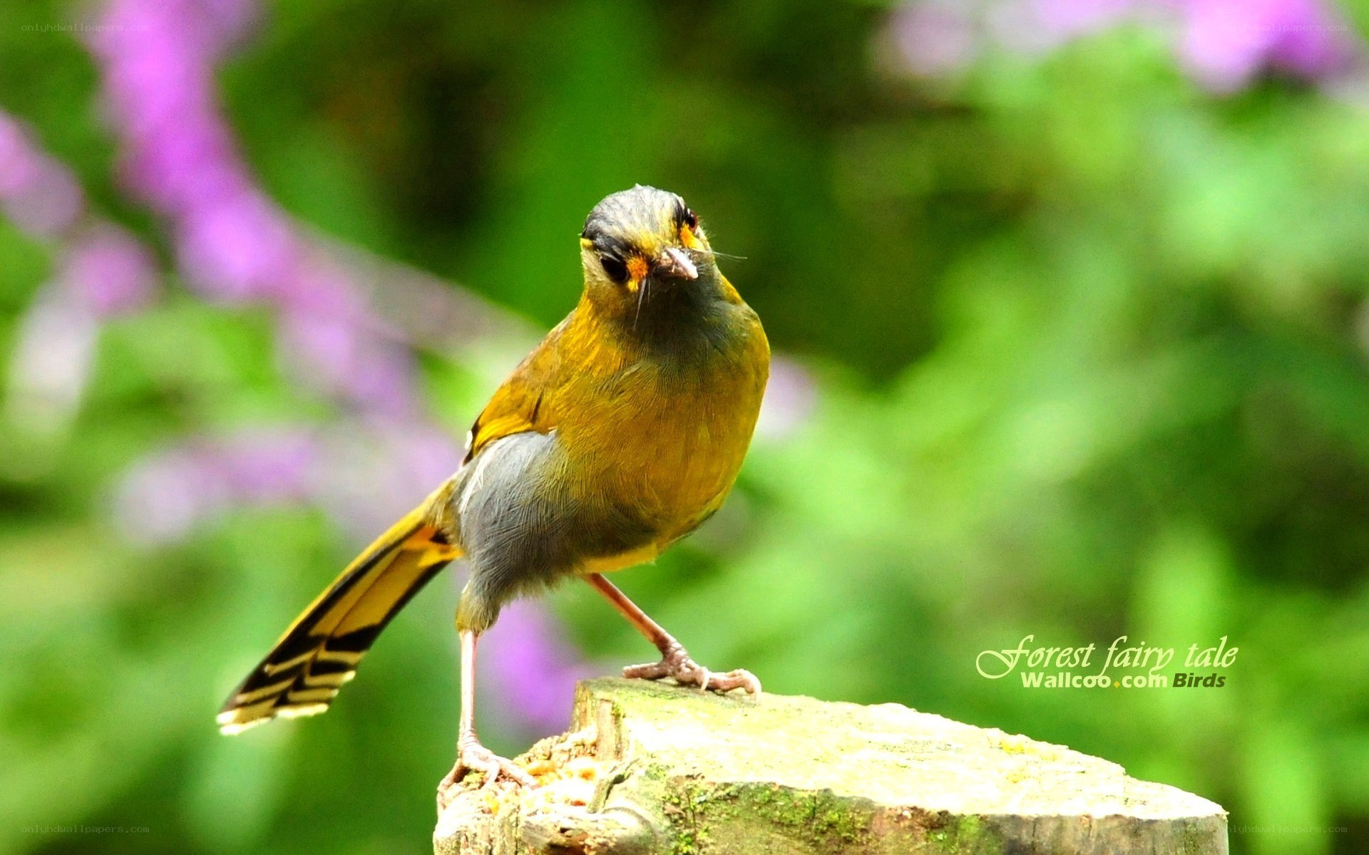 Yellow-browed Babbler on a stump