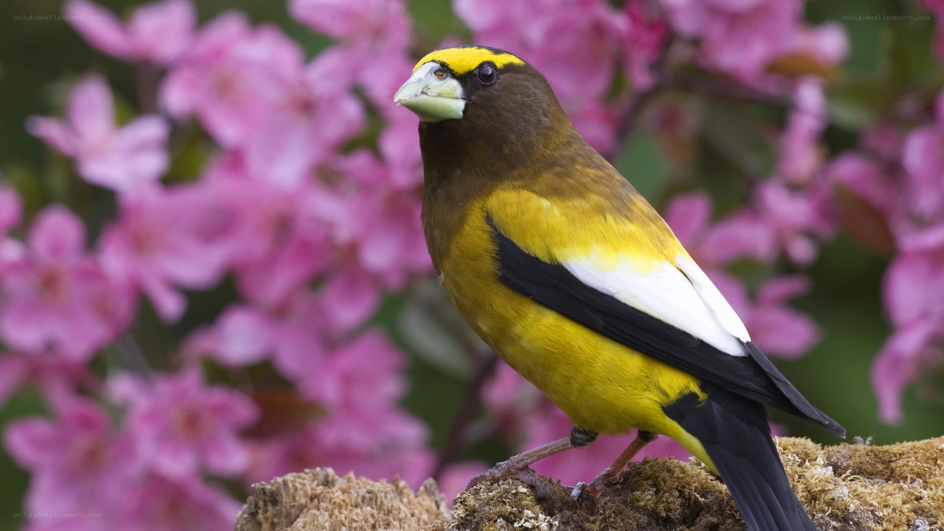 Yellow-browed bird on a branch