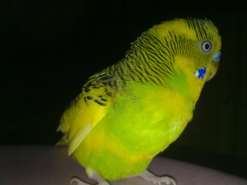 Yellow Budgerigar Bird — Calm, Night