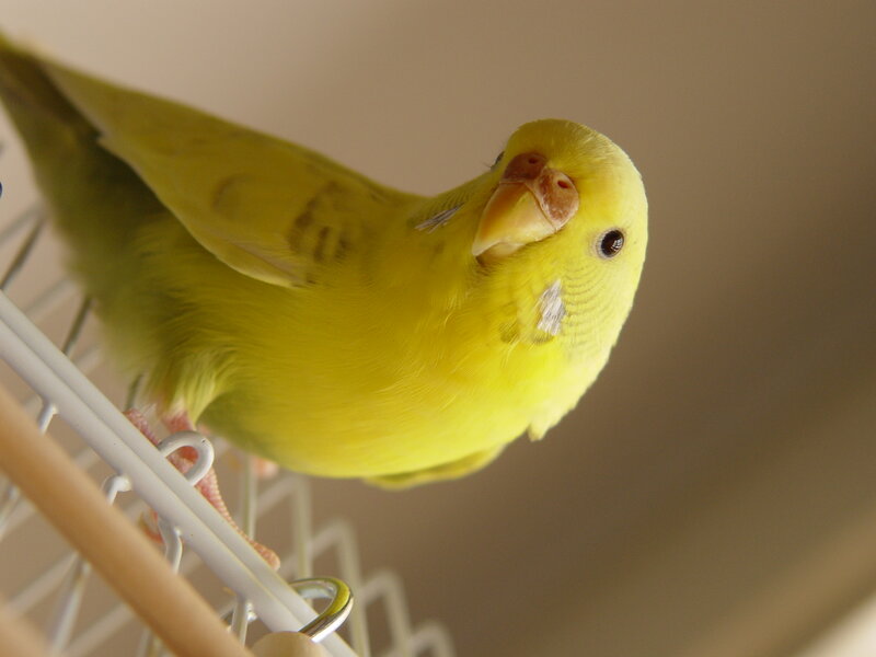 Yellow Budgerigar Bird — Calm