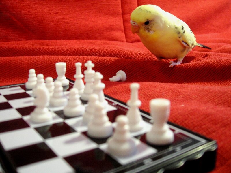 Yellow Budgerigar Bird — Red, Curious