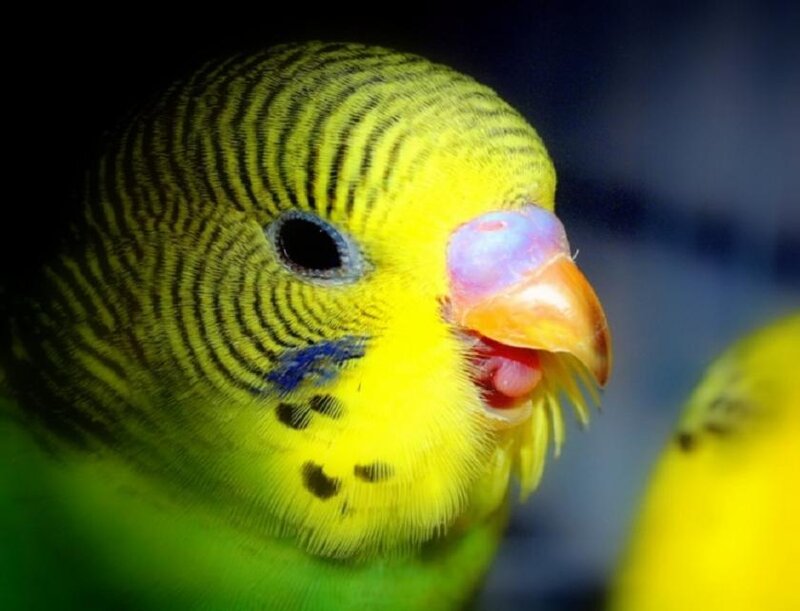 Yellow Budgerigar Bird