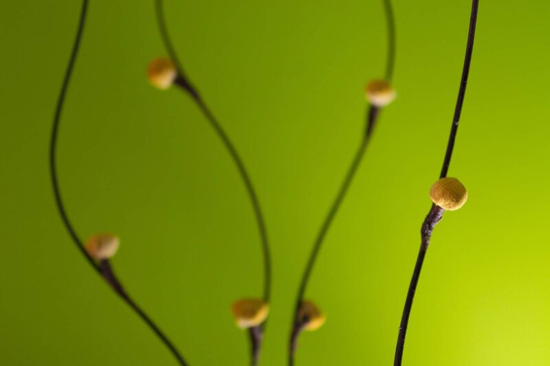 Yellow buds on green background