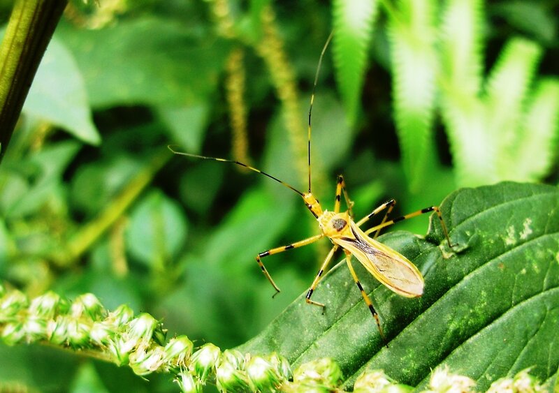 yellow bug on green leaf