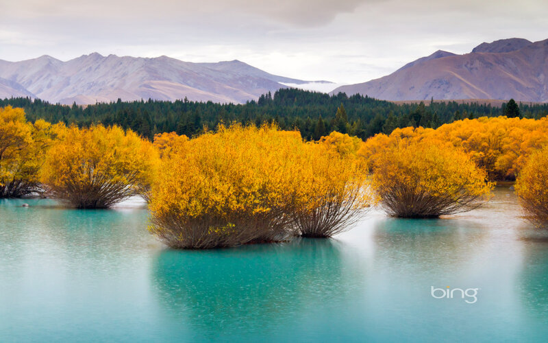 Yellow Bushes in Lake
