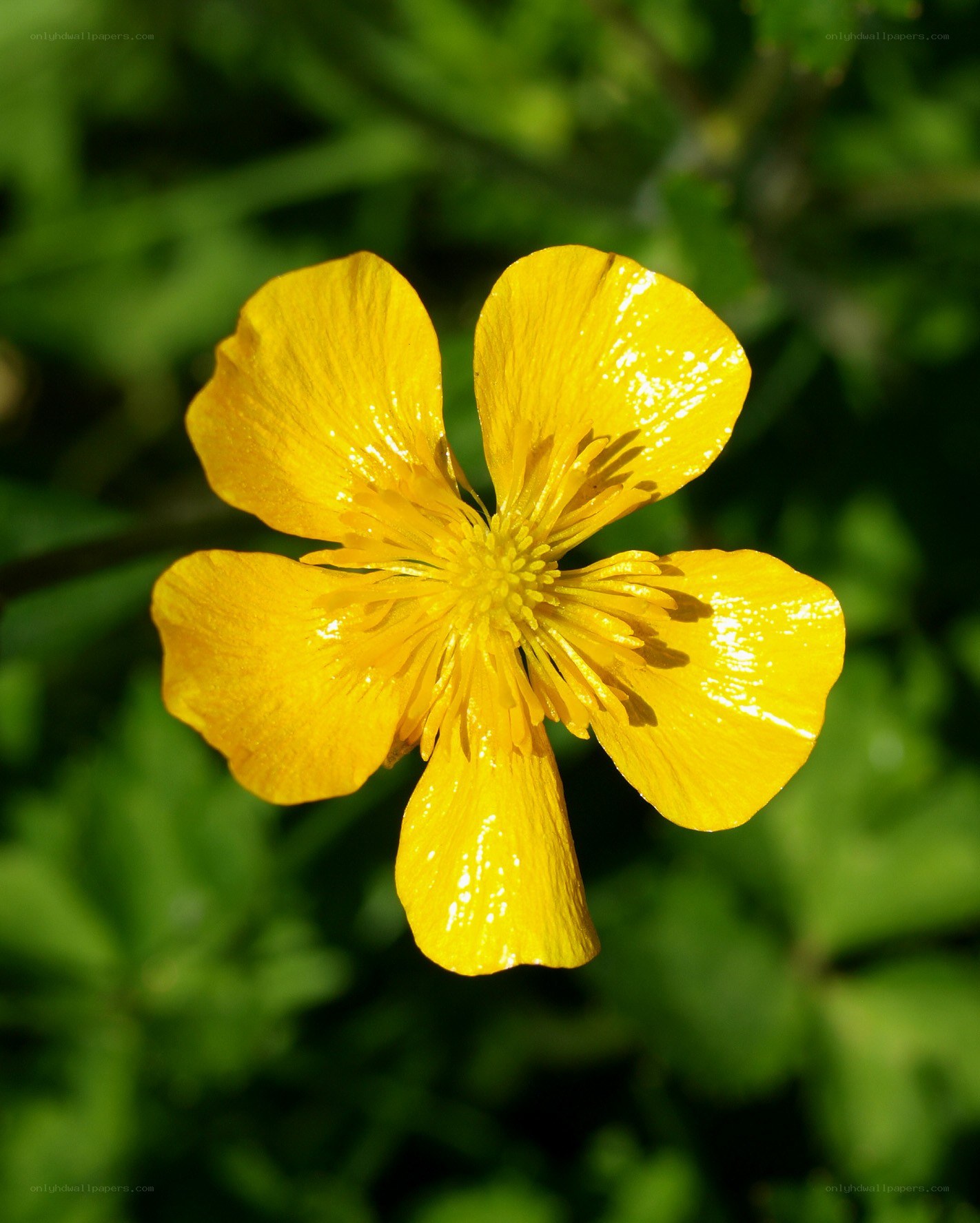 Yellow buttercup flower