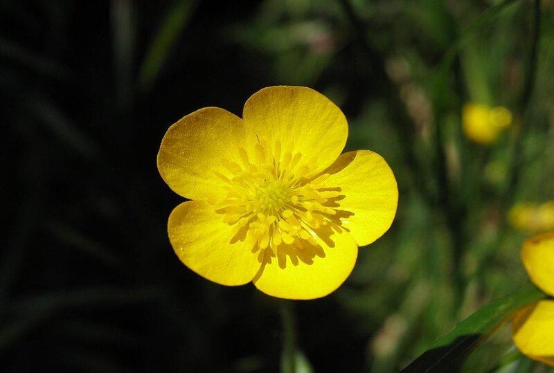 yellow buttercup flower