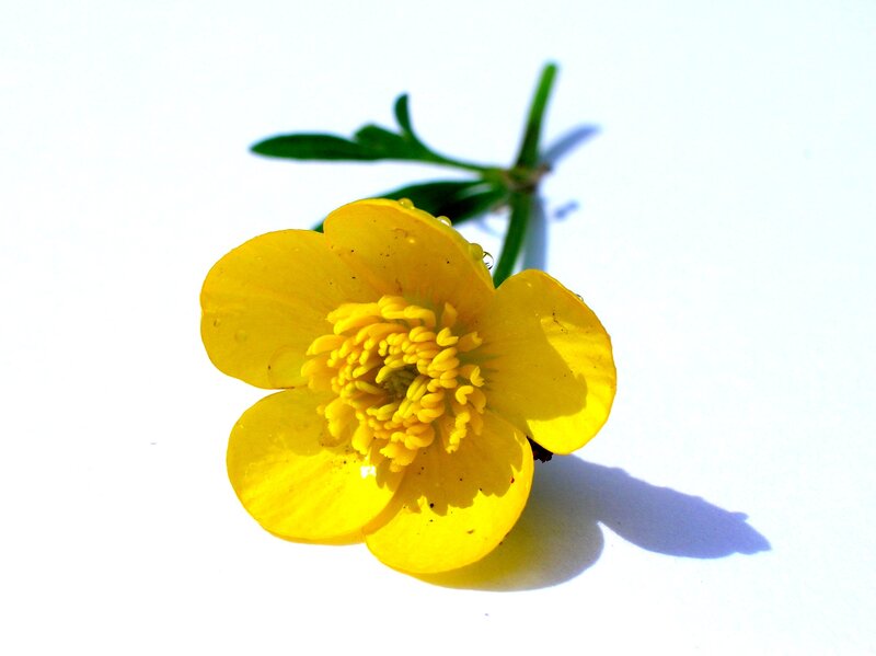Yellow Buttercup Flower — Calm, Morning