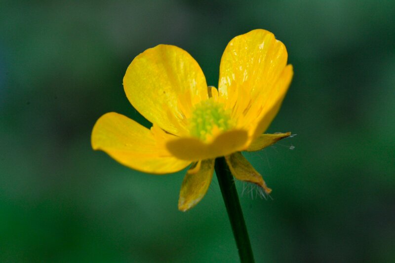 Yellow Buttercup Flower — Calm, Photograph